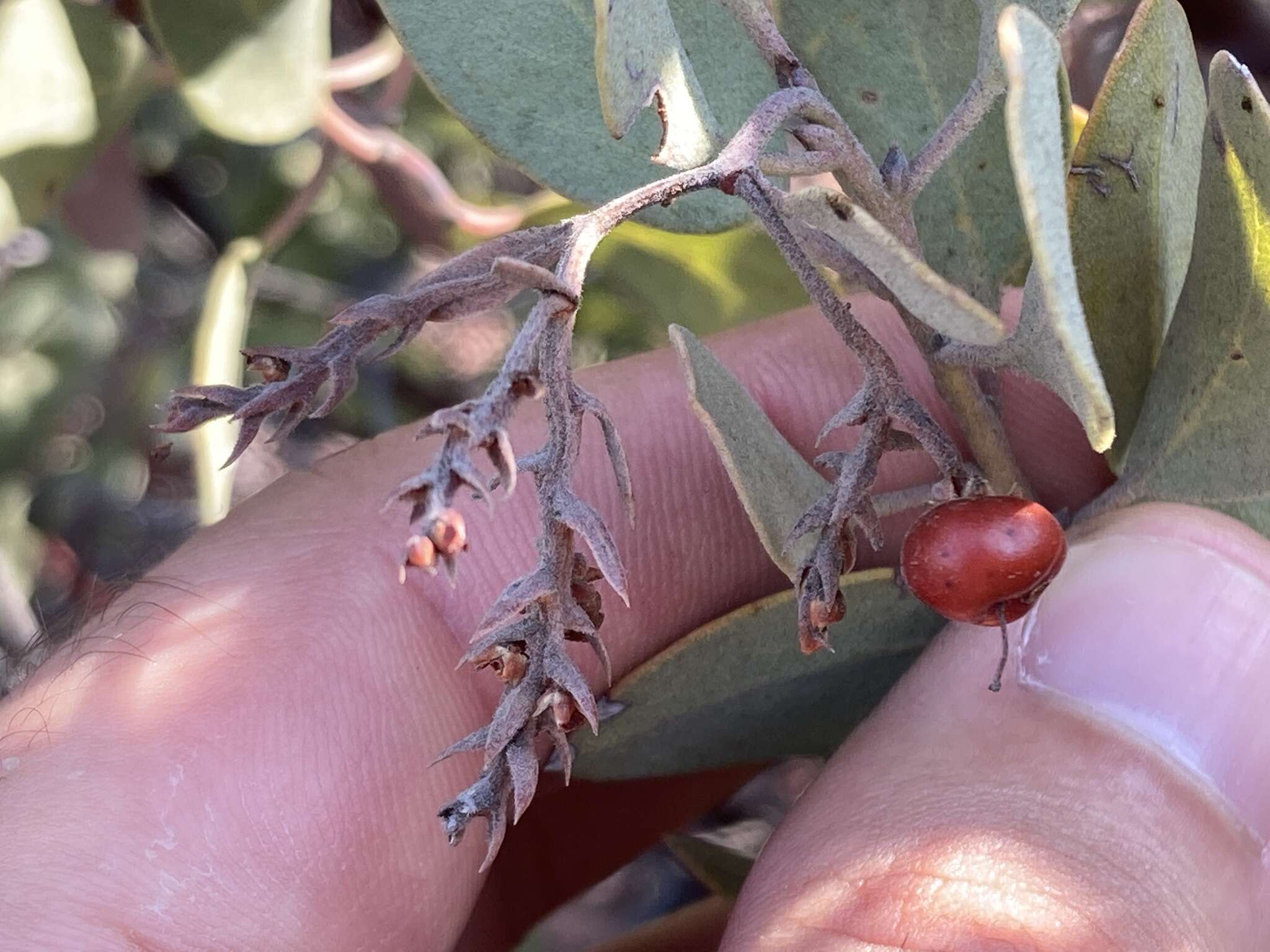 Plancia ëd Arctostaphylos moranii P. V. Wells