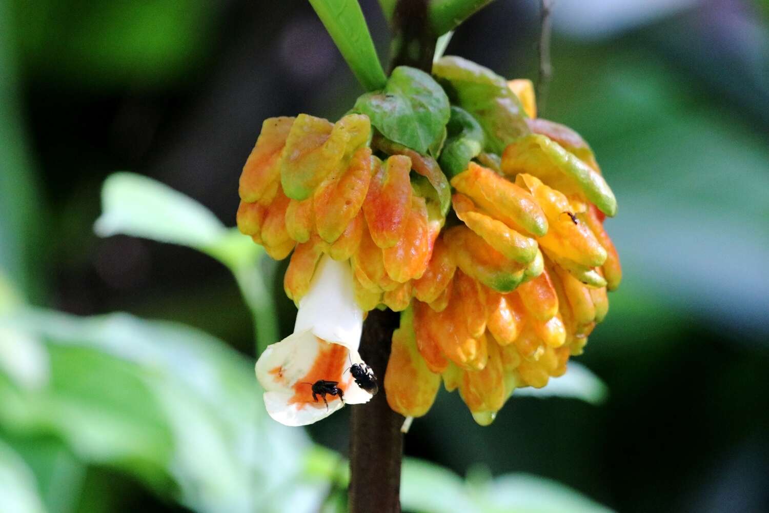 Image of Drymonia macrantha (Donn. Sm.) D. N. Gibson