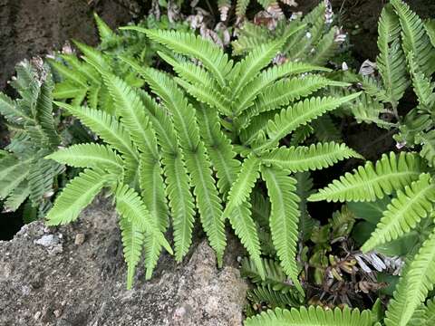 Image of Pteris minor (Hieron.) Y. S. Chao