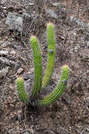 Imagem de Echinopsis quadratiumbonata (F. Ritter) D. R. Hunt