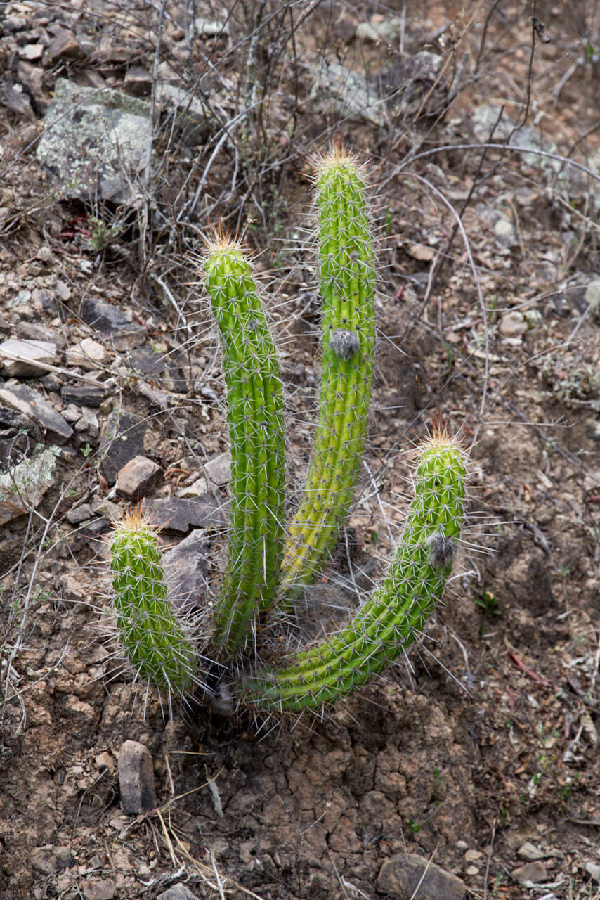 Image of Echinopsis quadratiumbonata (F. Ritter) D. R. Hunt