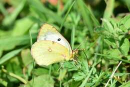 Image of pale cloudedyyellow