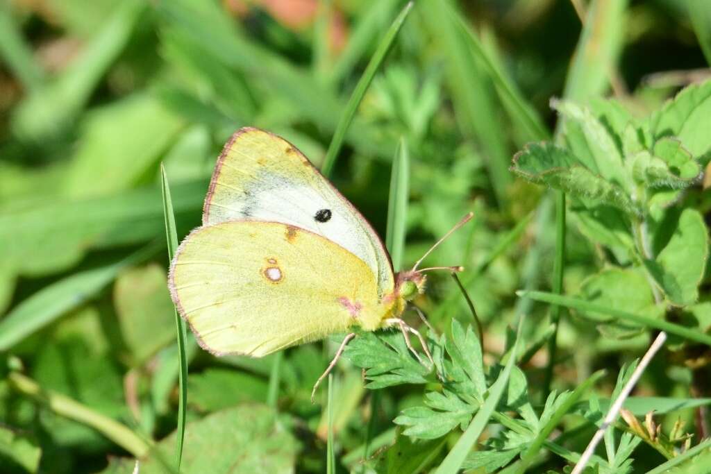 Image of pale cloudedyyellow