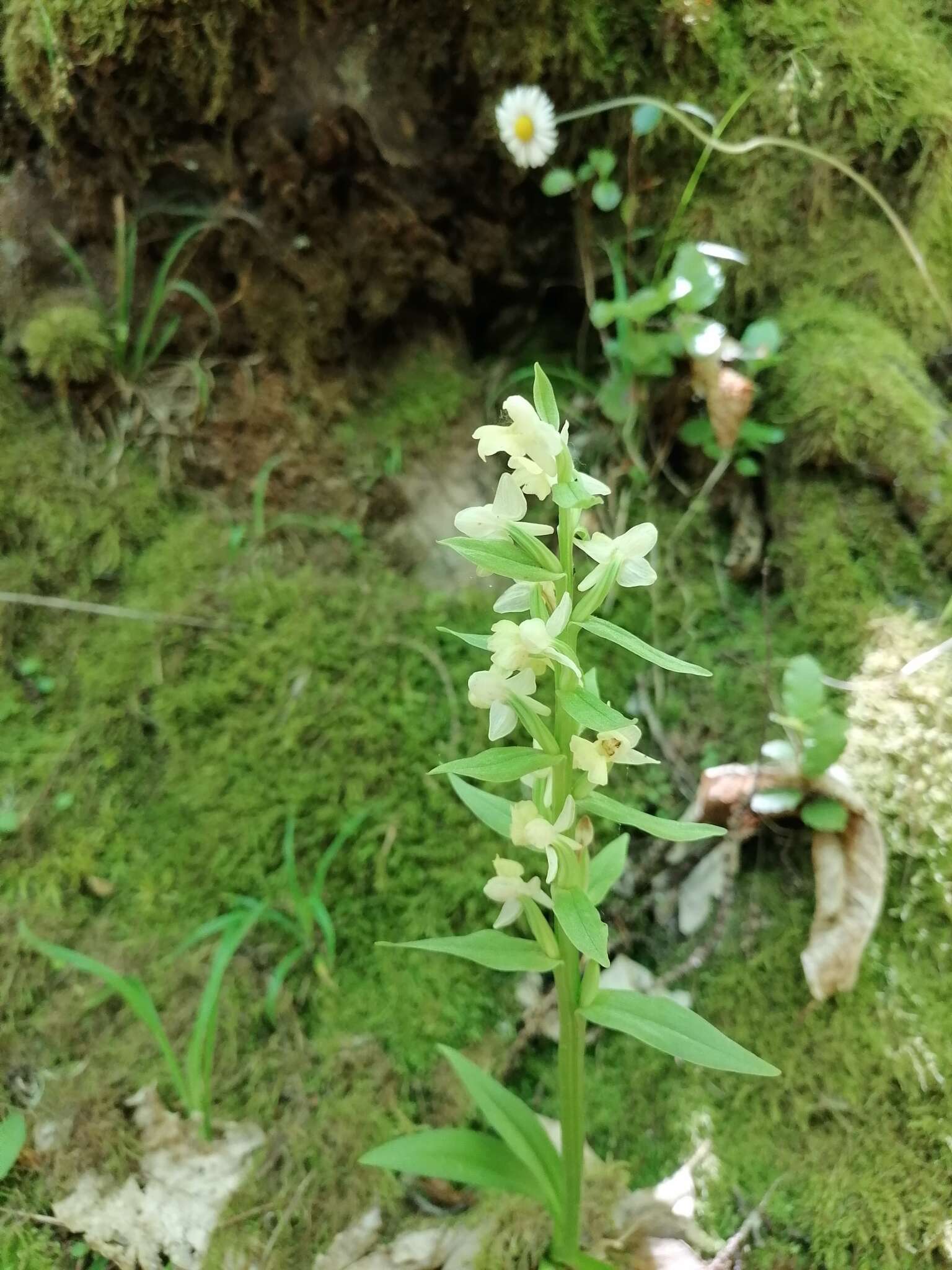 Image de Dactylorhiza insularis (Sommier) Ó. Sánchez & Herrero