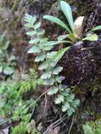 Imagem de Polystichum lachenense (Hook.) Bedd.