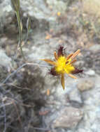 Image of San Luis mariposa lily