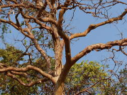 Plancia ëd Lagerstroemia microcarpa Wight