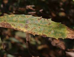 Image of Puccinia baccharidis Dietel & Holw. 1893