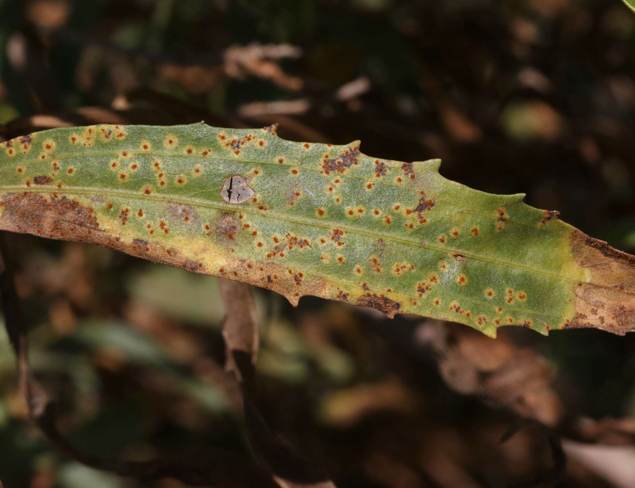 Imagem de Puccinia baccharidis Dietel & Holw. 1893