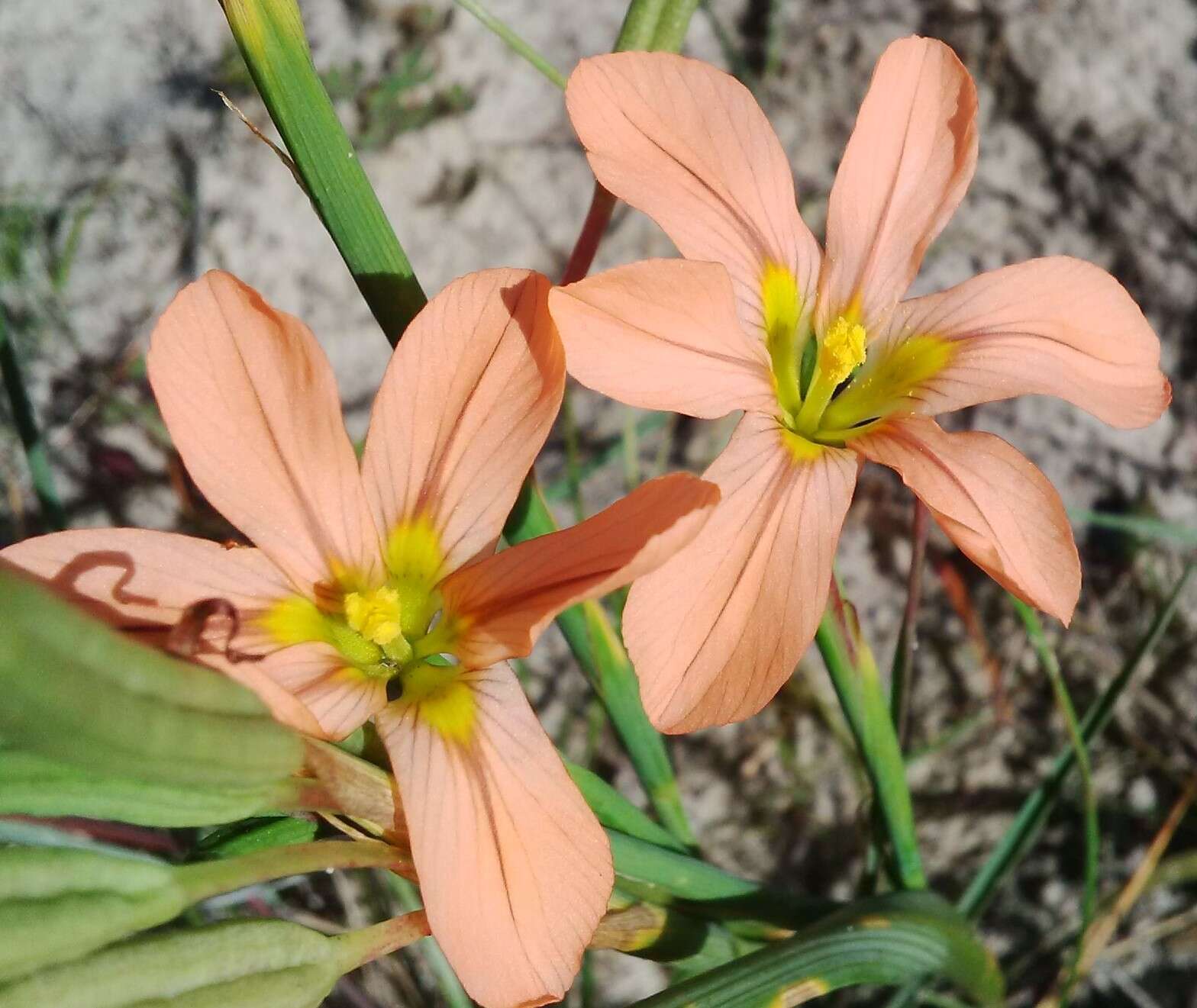 Image of One-leaf Cape tulip