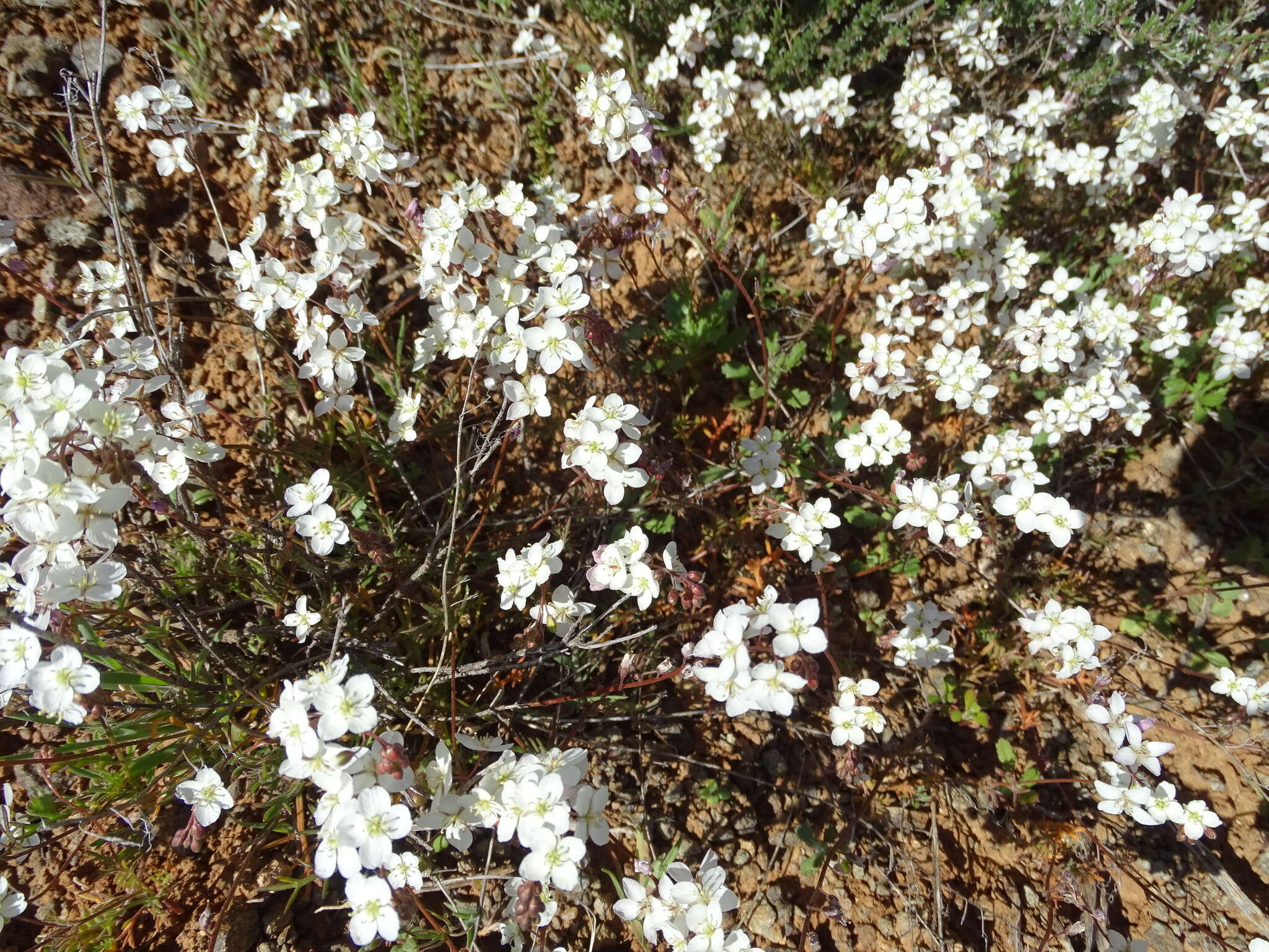 Image of Heliophila pubescens Burch. ex Sond.