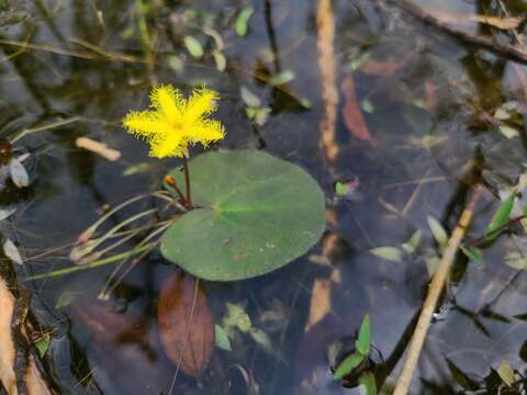 Image of Nymphoides forbesiana (Griseb.) Hand.-Mazz.