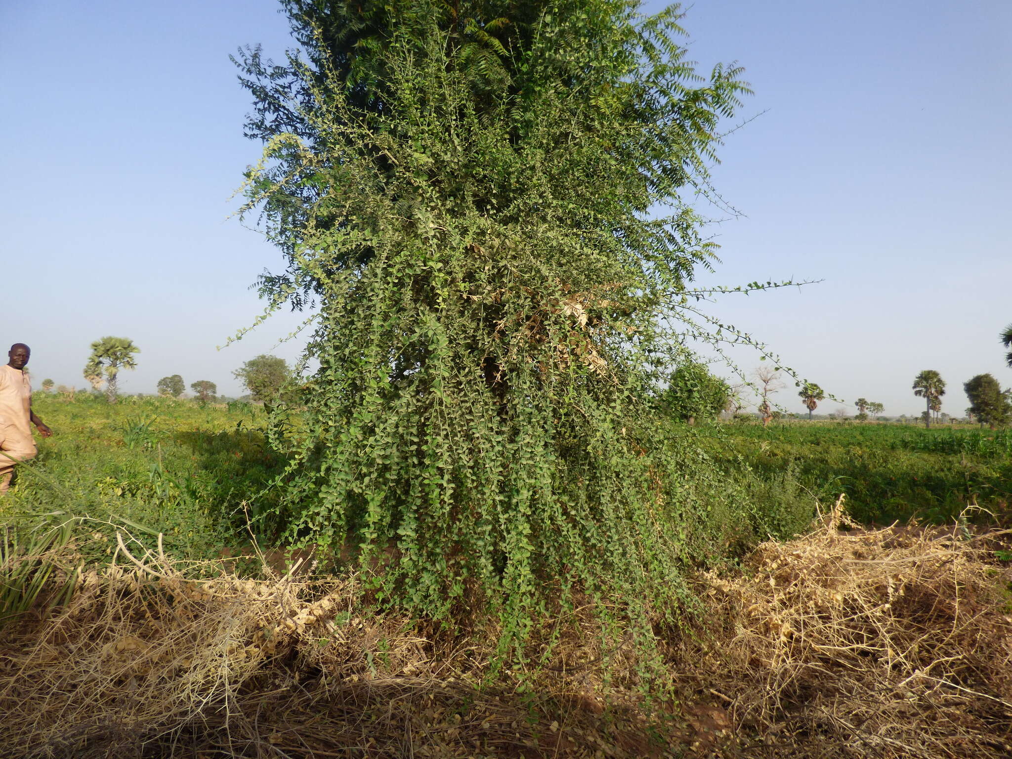 Image of desert date