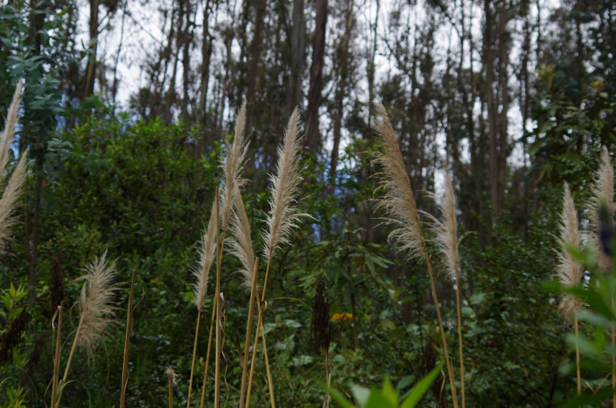 Cortaderia nitida (Kunth) Pilg.的圖片