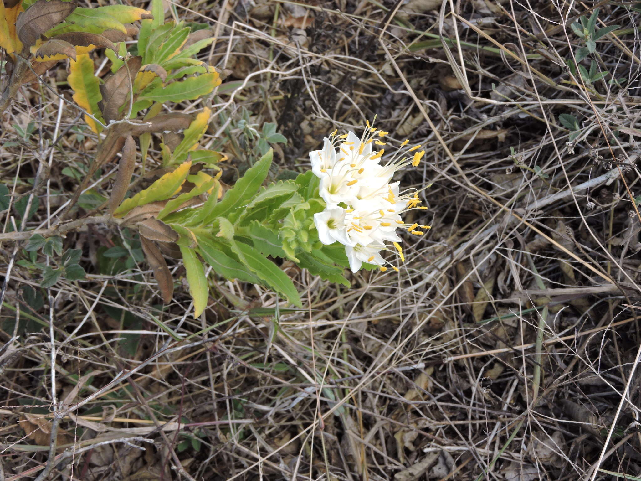 Image of Cantua quercifolia Juss.