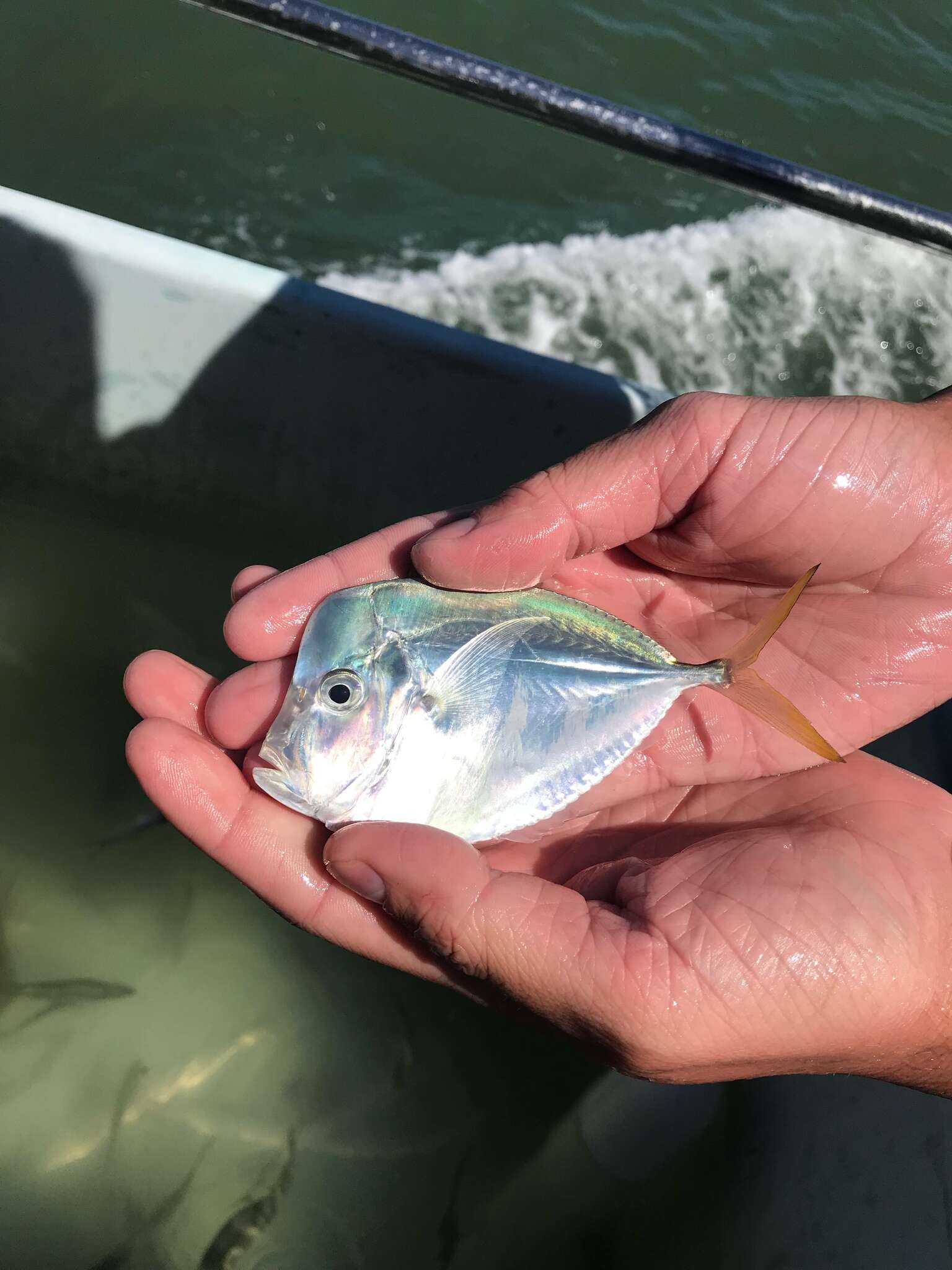 Image of Atlantic Moonfish