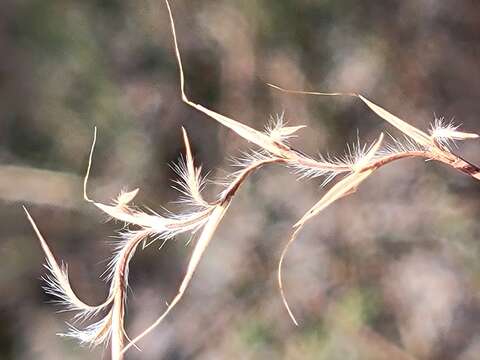 Image de Schizachyrium rhizomatum (Swallen) Gould