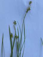 Image de Carex alba Scop.