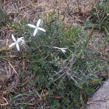 Plancia ëd Bouvardia erecta (DC.) Standl.