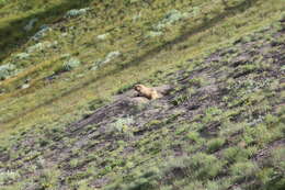 Image of Olympic Marmot