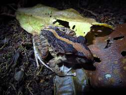 Image of Fitzinger's Robber Frog