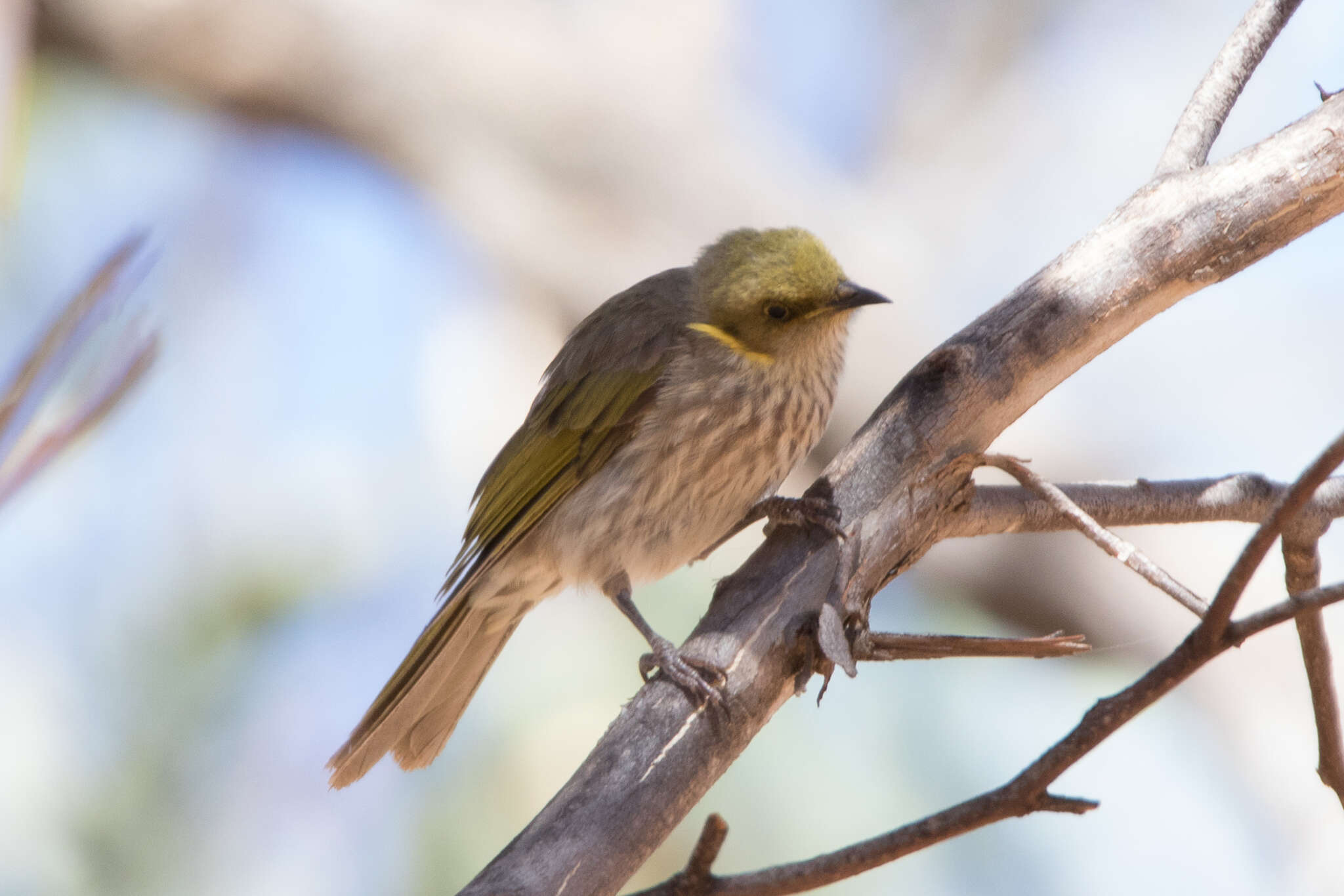 Image of Yellow-plumed Honeyeater