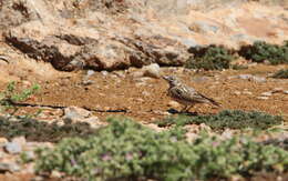 Image of Sclater's Lark