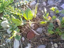 Image of Erodium malacoides subsp. malacoides