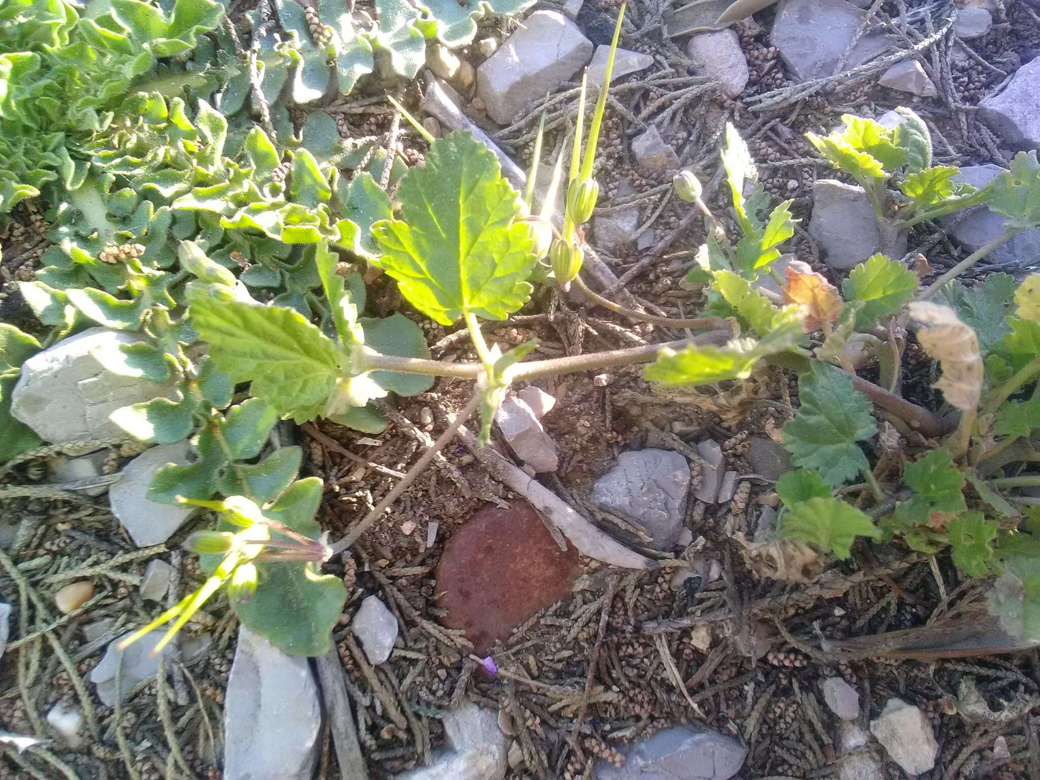 Sivun Erodium malacoides subsp. malacoides kuva