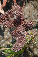 Image of Fleshy Willow Dock