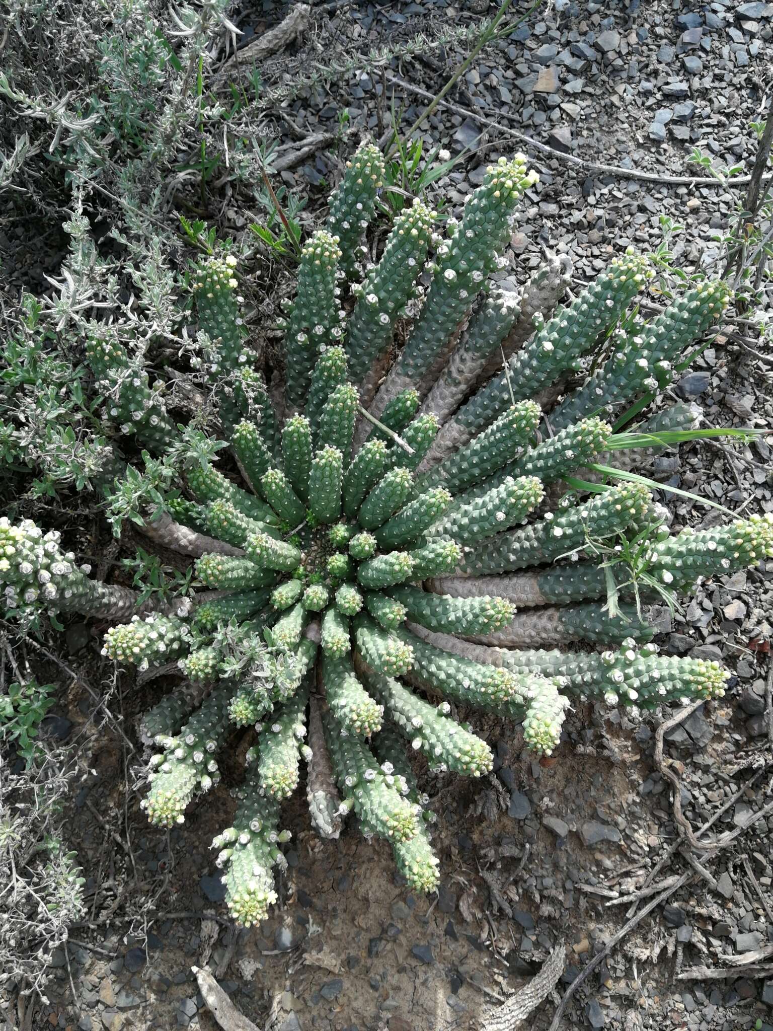 Image of Euphorbia inermis Mill.