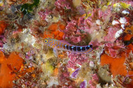 Image of Blue Dot Triplefin