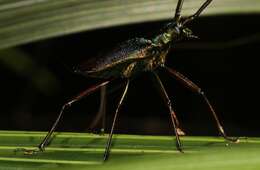 Scatopyrodes tenuicornis (White 1850) resmi