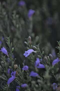 Image of Eremophila scoparia (R. Br.) F. Muell.