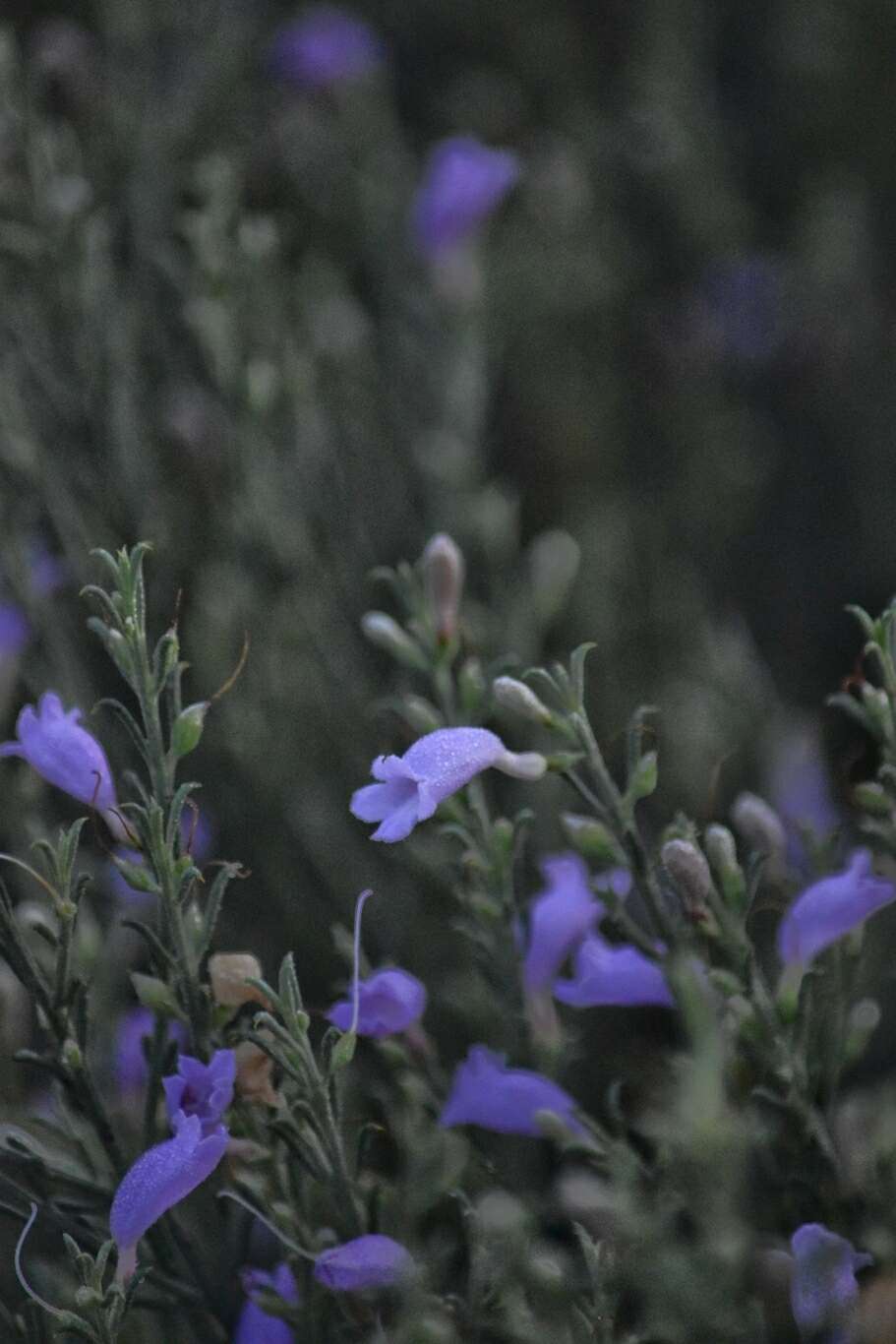 صورة Eremophila scoparia (R. Br.) F. Muell.