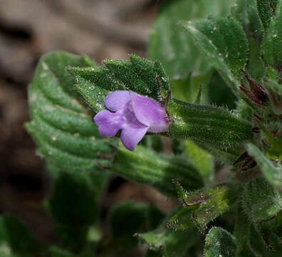 Sivun Clinopodium graveolens subsp. rotundifolium (Pers.) Govaerts kuva