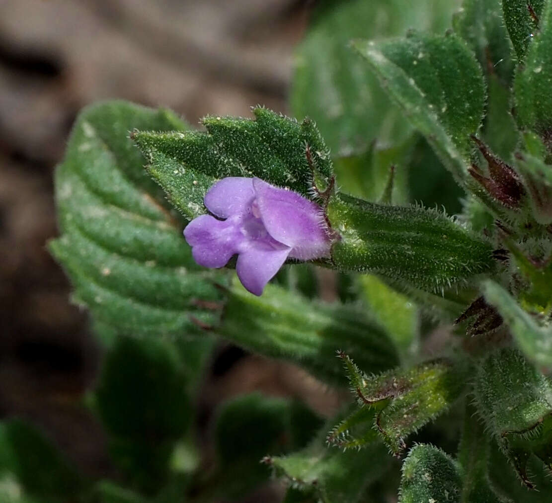 Plancia ëd Clinopodium graveolens subsp. rotundifolium (Pers.) Govaerts