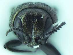 Image of Agrilus ventralis Horn 1891