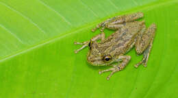 Image of Sipurio Snouted Treefrog