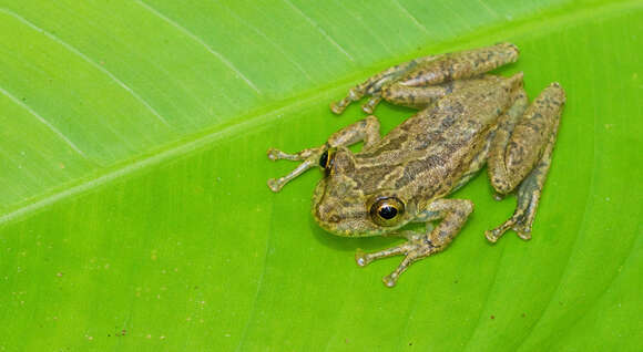 Image of Sipurio Snouted Treefrog