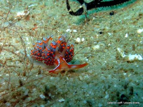 Image of four-colour nudibranch