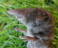 Image de Crocidura flavescens (I. Geoffroy Saint-Hilaire 1827)