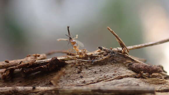 Image of Pheidole pallidula (Nylander 1849)