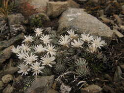 Image of Psychrophyton grandiflorum (Hook. fil.) Beauv.