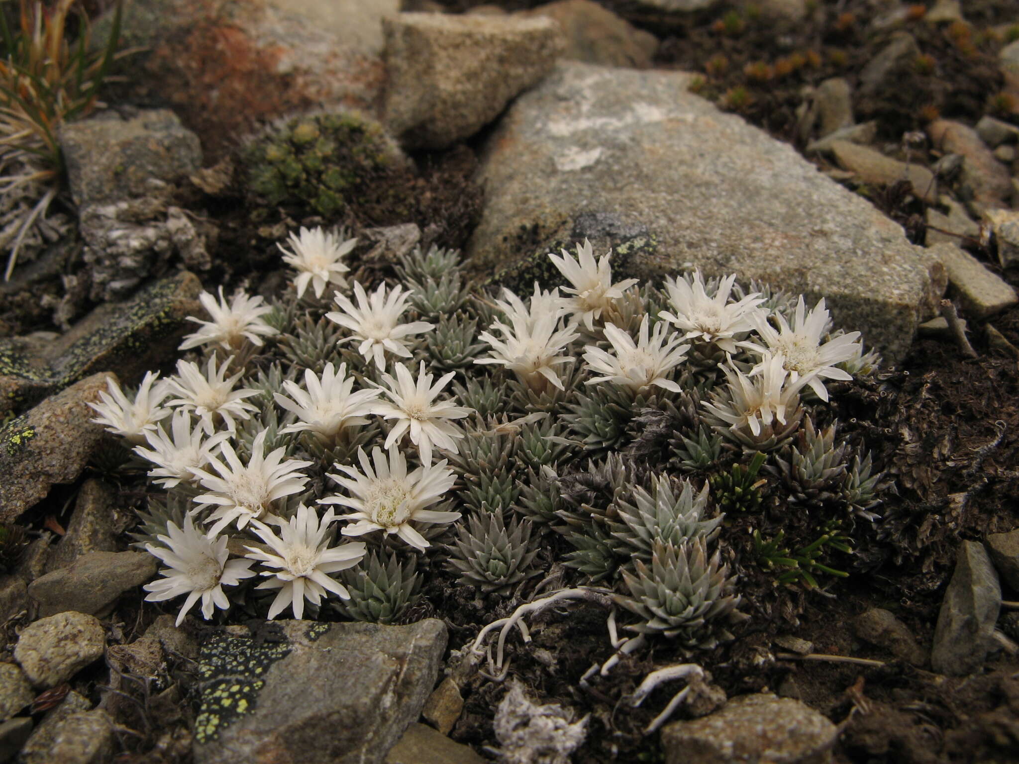 Plancia ëd Psychrophyton grandiflorum (Hook. fil.) Beauv.