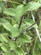 Solidago rugosa var. celtidifolia (Small) Fern. resmi