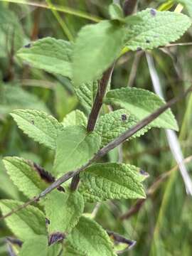 Solidago rugosa var. celtidifolia (Small) Fern. resmi