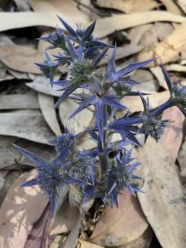 Image of Eryngium triquetrum Vahl