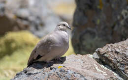 Image of Golden-spotted Ground Dove