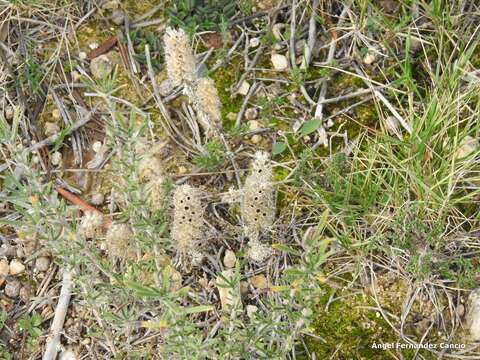 Image of Shrubby gromwell